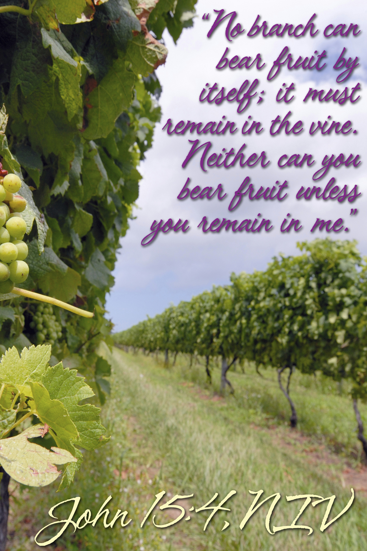 Are You a Fruitful Branch of the Vine?